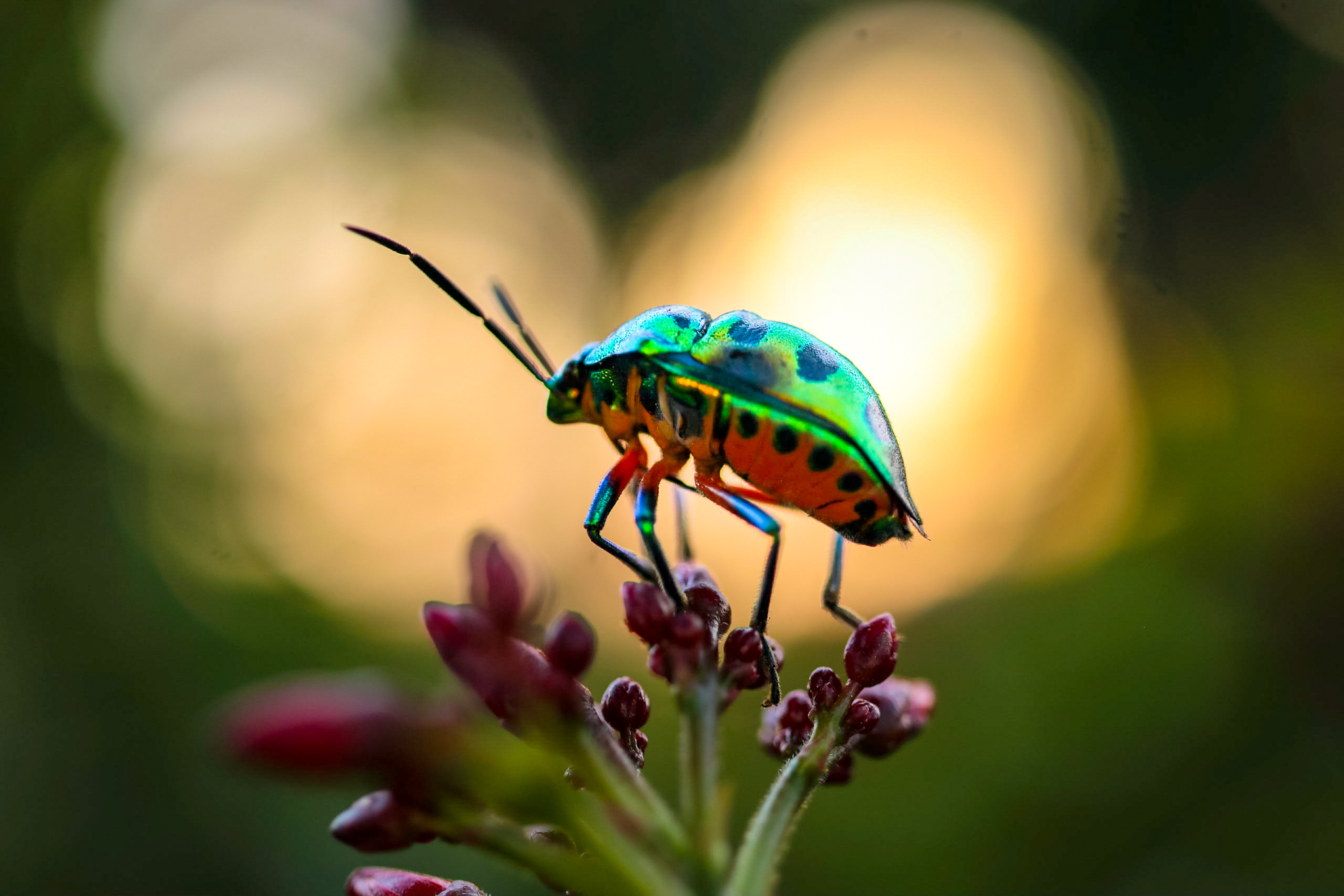 Jewel bug